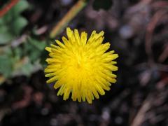 Klepucha (Urospermum picroides (L.) Scop. ex F. W. Schmidt