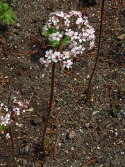 Darmera štítnatá (Darmera peltata (Torr. ex Benth.) Voss)  