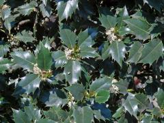 Cesmína ostrolistá (Ilex aquifolium L.)