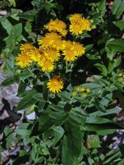 Oman německý (Inula germanica L.)    