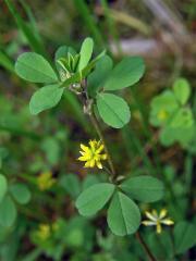 Jetel pochybný (Trifolium dubium Sibth.)