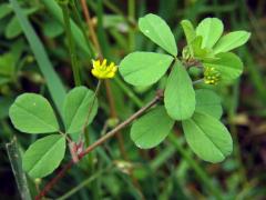 Jetel pochybný (Trifolium dubium Sibth.)