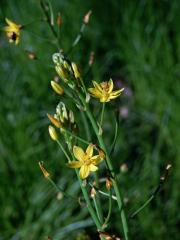 Bulbine semibarbata (R. Br.) Haw. 