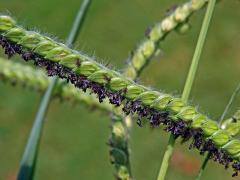 Paspal (Paspalum dilatatum Poir.)