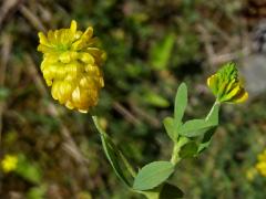 Jetel zlatý (Trifolium aureum Pollich.)