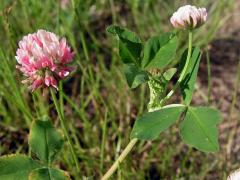 Jetel zvrhlý (Trifolium hybridum L.)