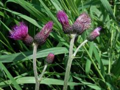 Pcháč potoční (Cirsium rivulare (Jacq.) All.)  