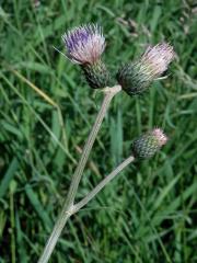 Pcháč potoční × zelinný (Cirsium rivilare x oleraceum)