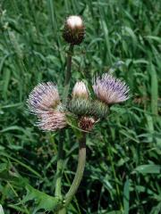 Pcháč potoční × zelinný (Cirsium rivilare × oleraceum)