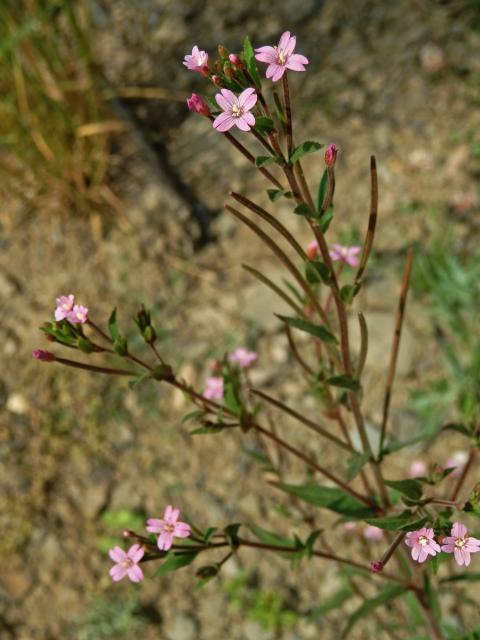 Vrbovka žláznatá (Epilobium ciliatum Raf.)