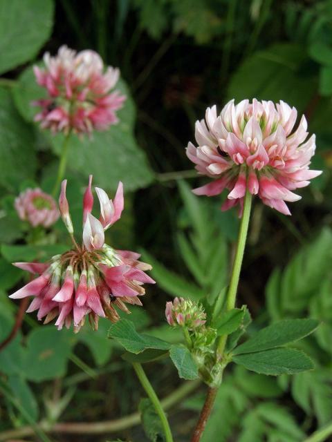 Jetel zvrhlý (Trifolium hybridum L.)