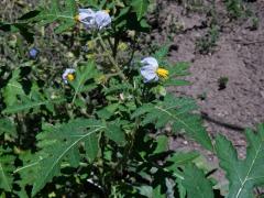 Lilek (Solanum sisymbrifolium Lam.)