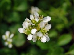 Řeřišnice srstnatá (Cardamine hirsuta L.)