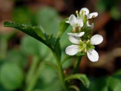 Řeřišnice srstnatá (Cardamine hirsuta L.)