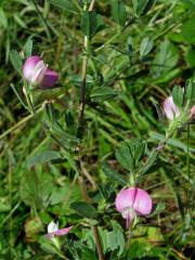 Jehlice trnitá (Ononis spinosa L.)