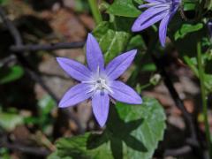 Zvonek garganský (Campanula garganica Ten.), šestičetný květ