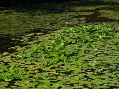 Stulík žlutý (Nuphar lutea  (L.) Sm.)