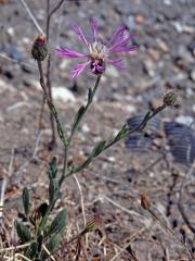 Chrpa (Centaurea aspera L.)