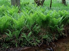 Pérovník pštrosí (Matteuccia struthiopteris (L.) Tod.)