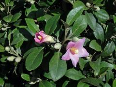  Lagunaria (DC.) Rchb.  