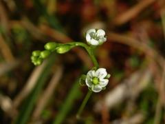 Rosnatka okrouhlolistá (Drosera rotundifolia L.)