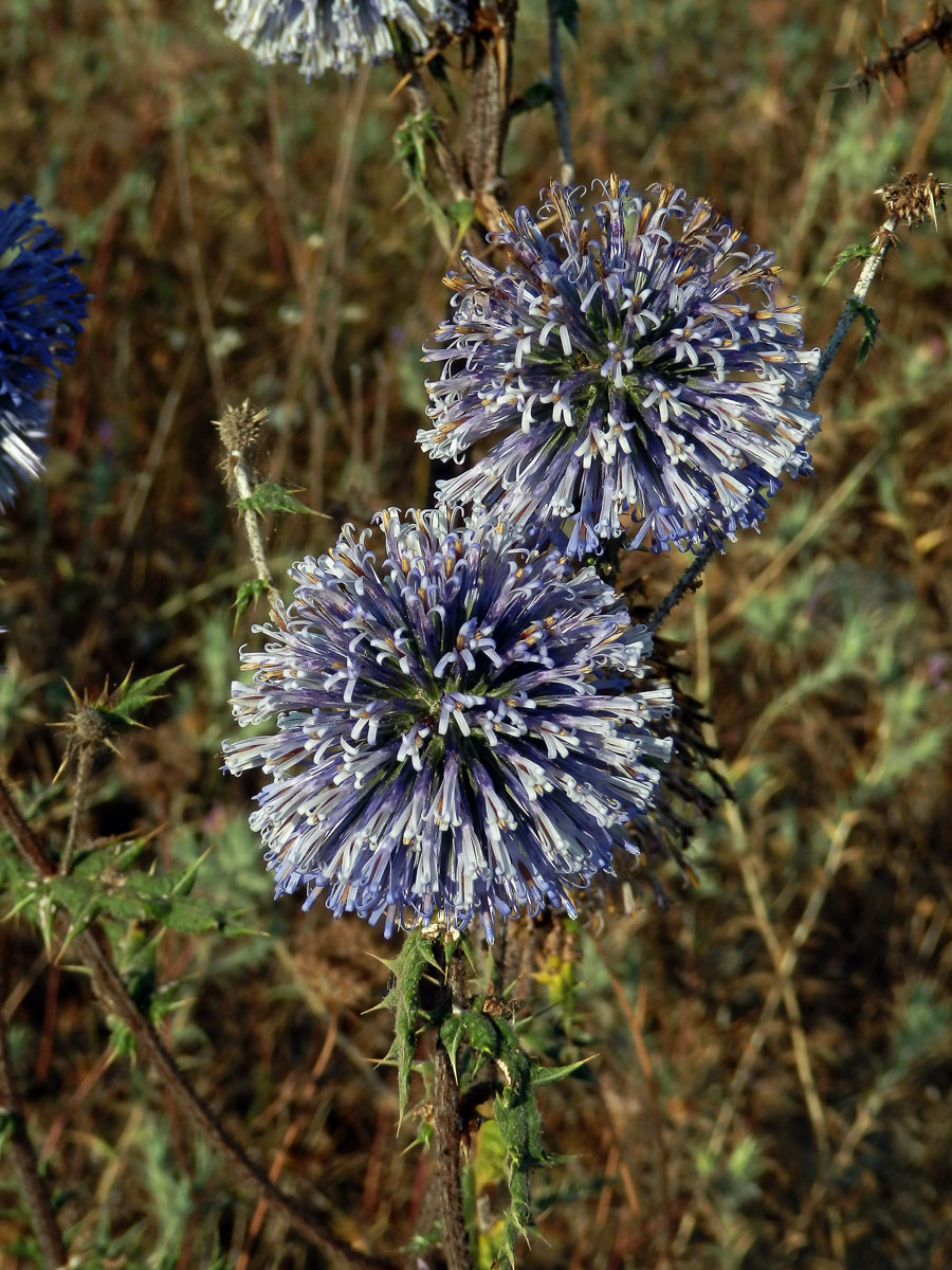 Bělotrn banátský (Echinops bannaticus Rochel ex Schrad.)