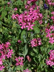 Silenka svazčitá (Silene armeria L.)