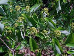 Javor Bürgerův (Acer buergerianum Miq.)   