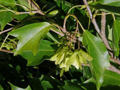 Javor Bürgerův (Acer buergerianum Miq.)