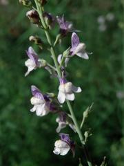 Lnice plazivá (Linaria repens (L.) Mill.)