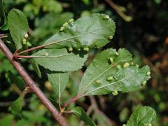 Hálky vlnovníka trnkového Eriophyes similis, slivoň trnka