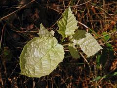 Líska obecná (Corylis avellana L.) s minimálním množství chlorofylu