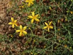 Třezalka (Hypericum triquetrifolium Turra)