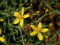 Třezalka (Hypericum triquetrifolium Turra)