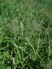 Skřípina lesní (Scirpus sylvaticus L.)