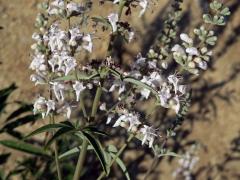 Drmek obecný (Vitex agnus-castus L.) se světle růžovými květy