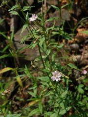 Vrbovka chlumní (Epilobium collinum C. C. Gmel.)