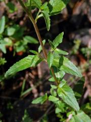 Vrbovka chlumní (Epilobium collinum C. C. Gmel.)