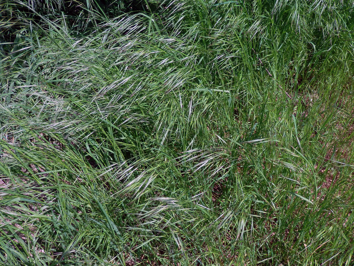 Sveřep střešní (Bromus tectorum L.)