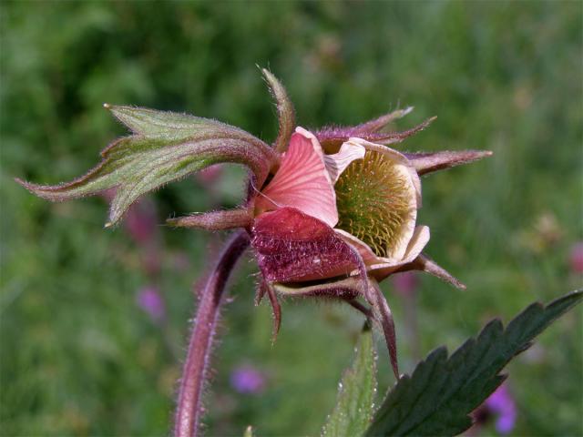 Kuklík potoční (Geum rivale L.)