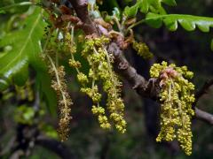 Dub pýřitý (Quercus pubescens Willd.)