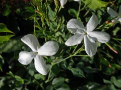 Jasmín mnohokvětý (Jasminum polyanthum Franch.), čtyřčetný květ (2a)