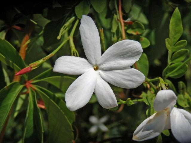 Jasmín mnohokvětý (Jasminum polyanthum Franch.), šestičetný květ (1)