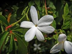 Jasmín mnohokvětý (Jasminum polyanthum Franch.), šestičetný květ (1)