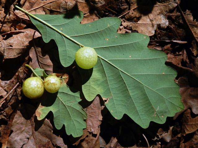 Hálky žlabatky dubové (Cynips quercusfolii)