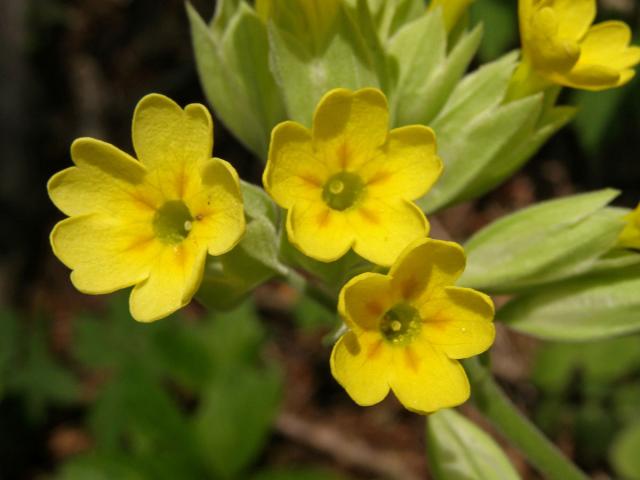 Prvosenka jarní (Primula veris L.)