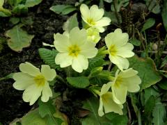 Prvosenka bezlodyžná (Primula vulgaris L.)