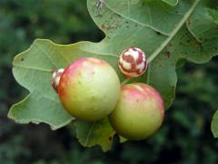 Hálky žlabatky dubové (Cynips quercusfolii)