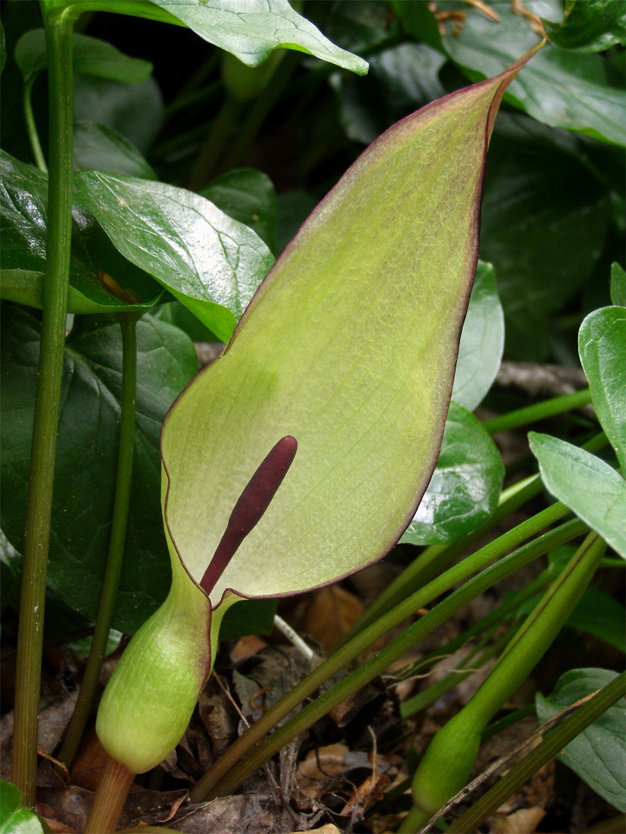 Áron plamatý (Arum maculatum L.)