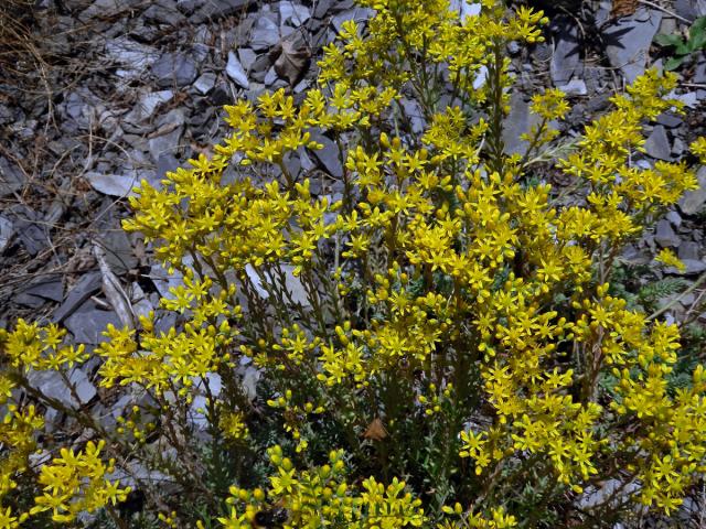 Rozchodník skalní (Sedum reflexum L.)